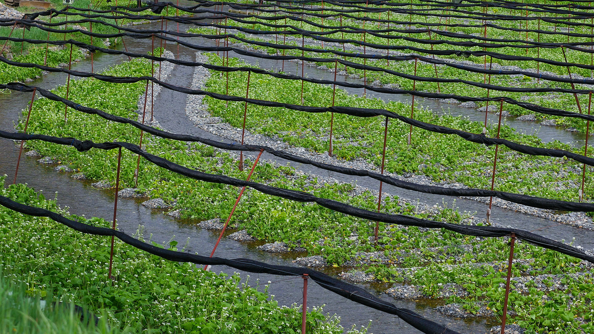 Daio Wasabi Farm TokyoStreetView