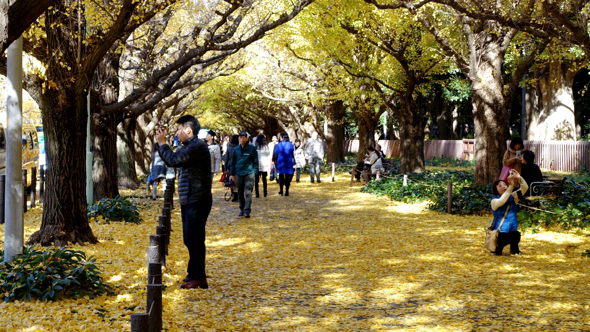Gaienmae Ginkgo Icho Namiki Avenue