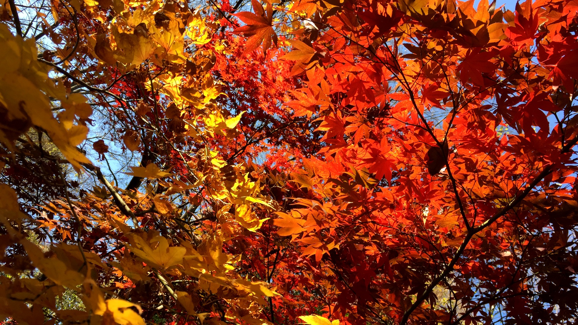 Autumn Leaves near Tokyo Tower