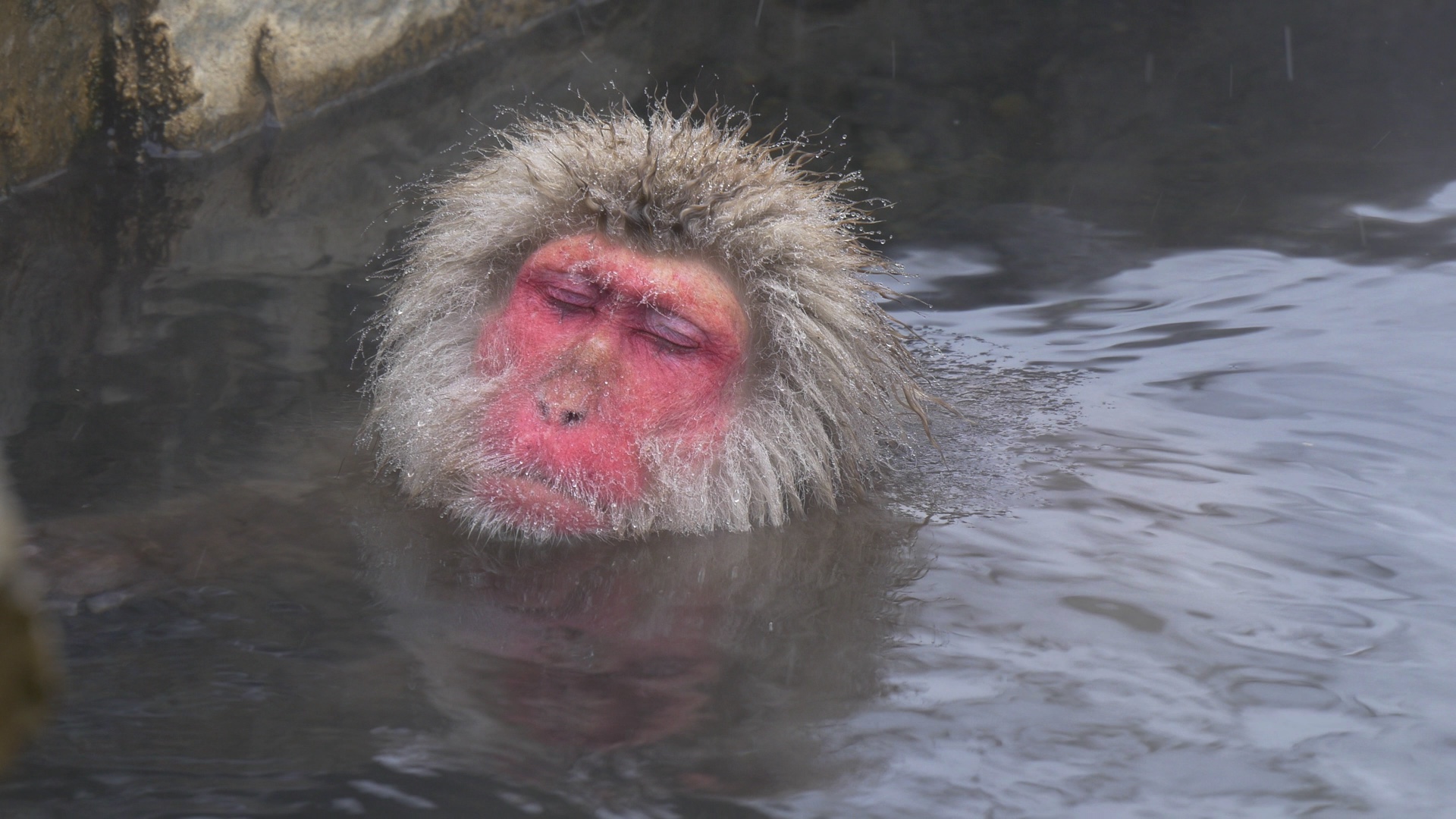 Snow Monkeys of Jigokudani