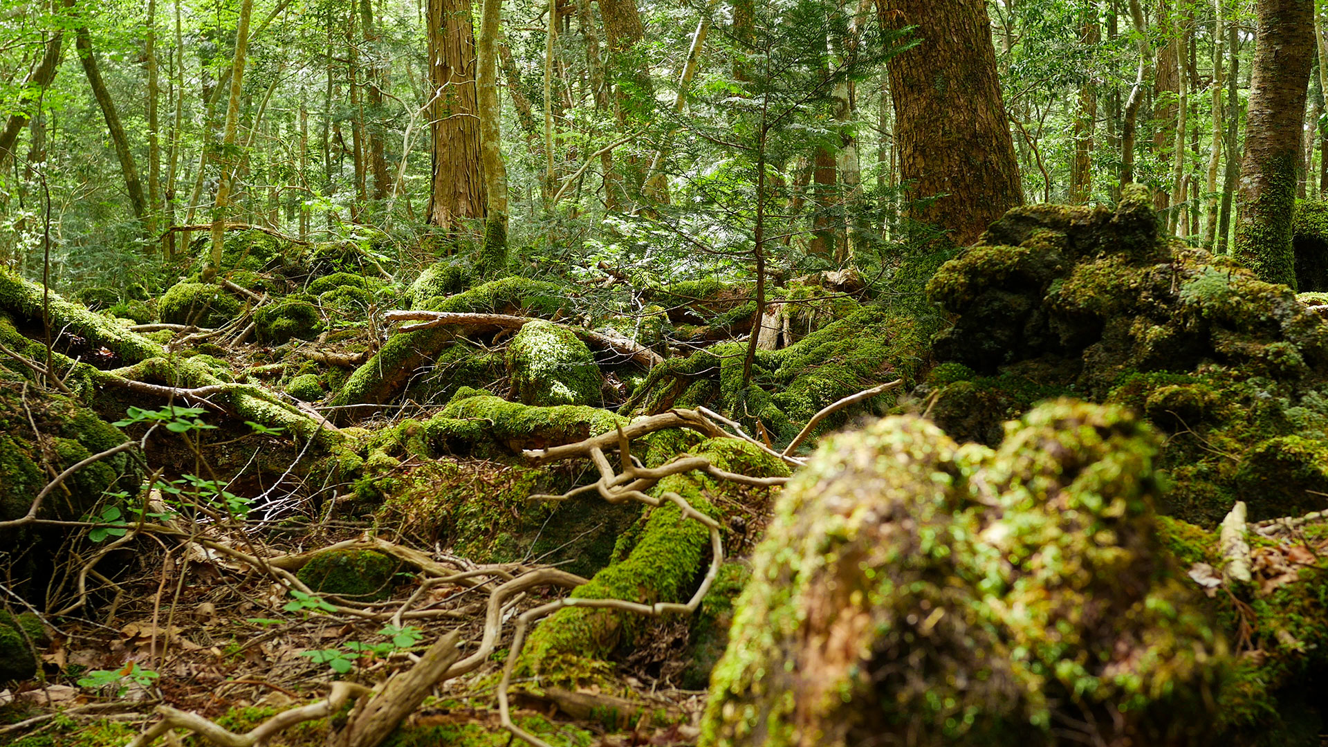 Aokigahara Jukai