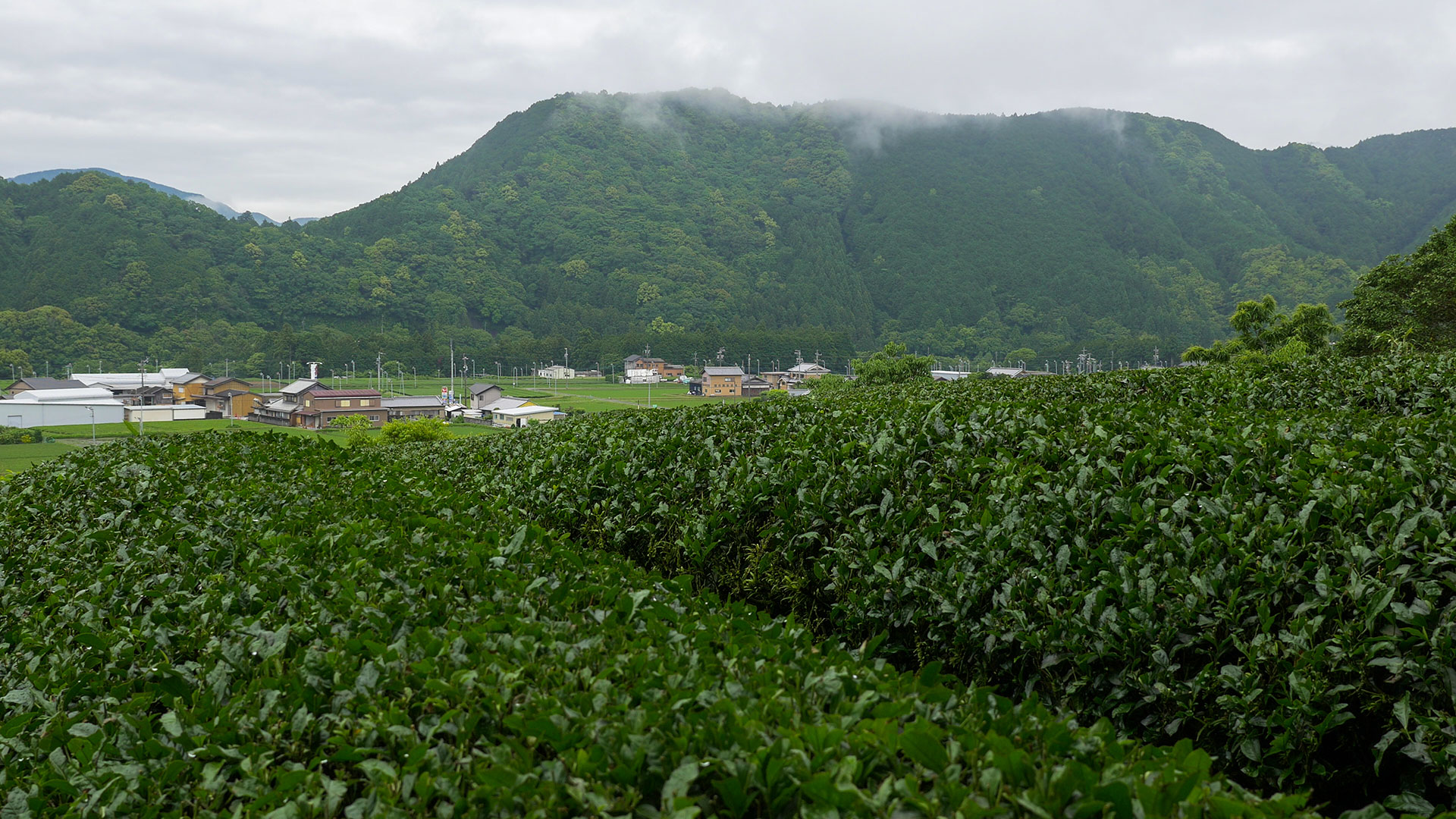 Green Tea Fields