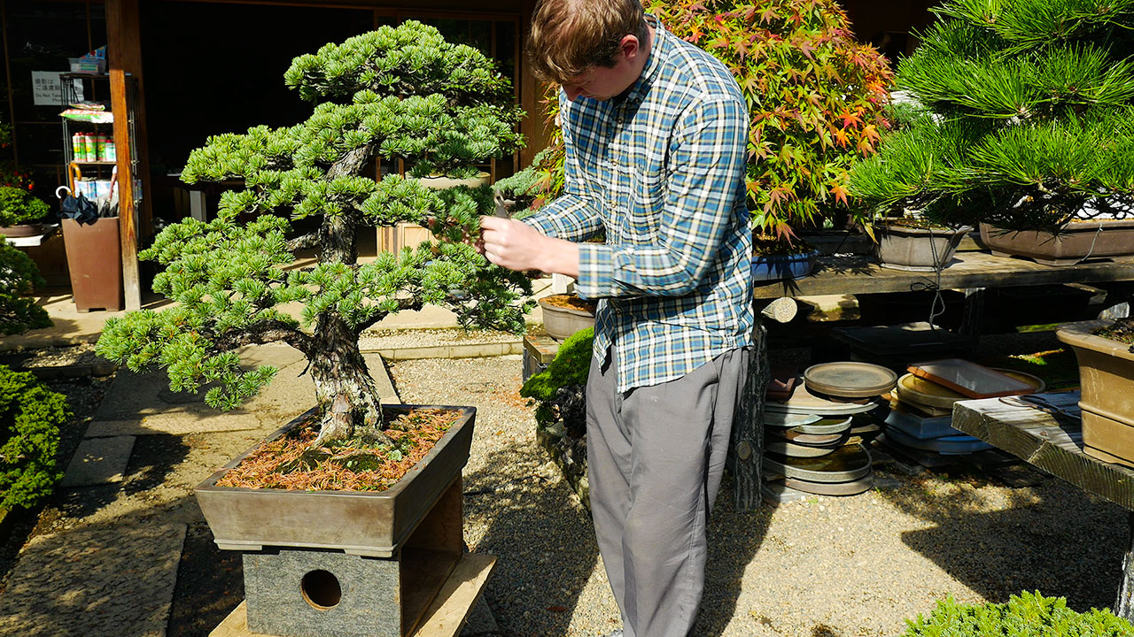 Bonsai care