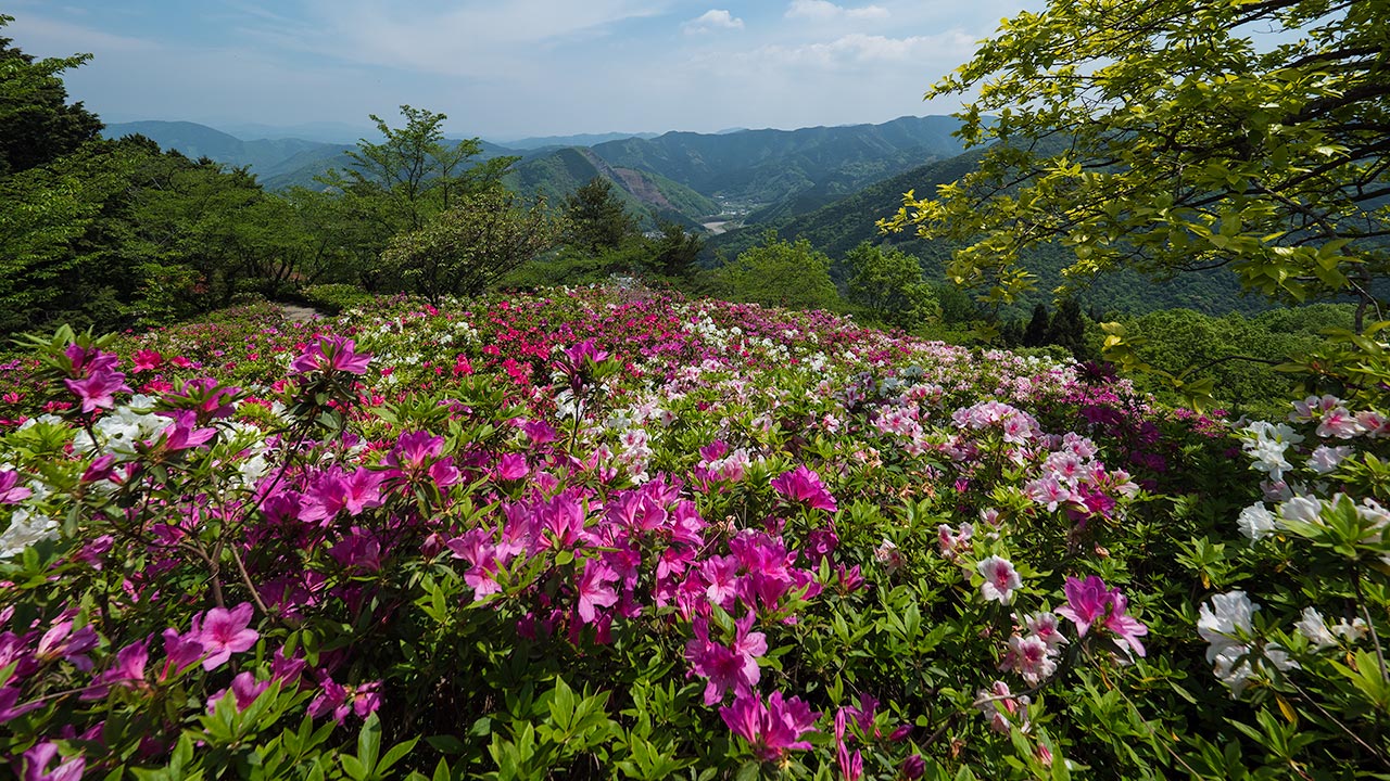 The Azalea of Ozu Tomisuyama Park