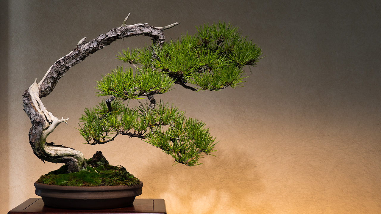 Omiya Bonsai Museum
