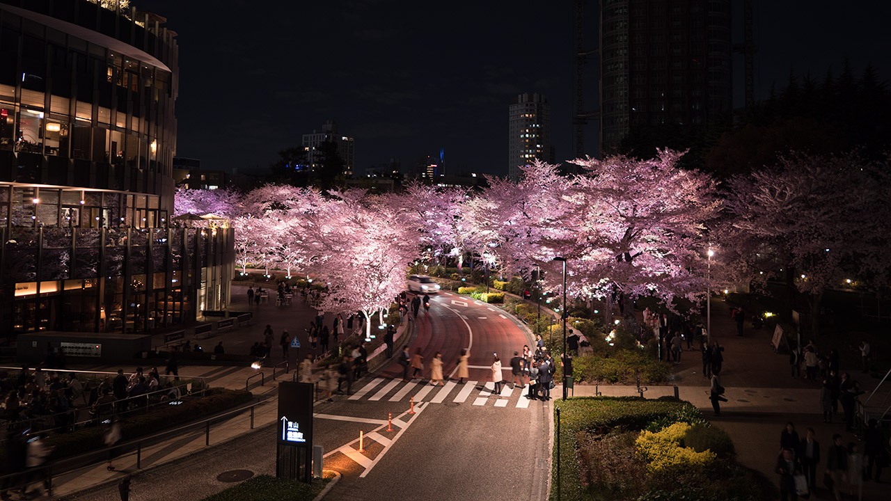 Midtown Cherry Blossoms illumination