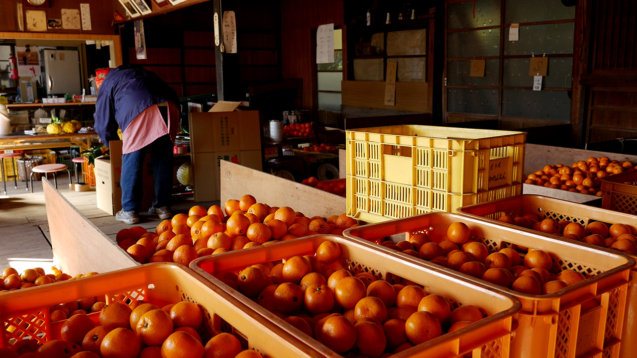 Morita-en Mikan orchard