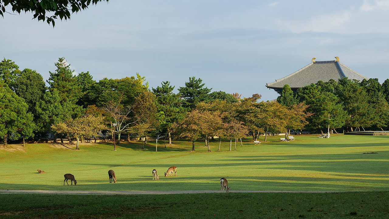 Nara Deer Park