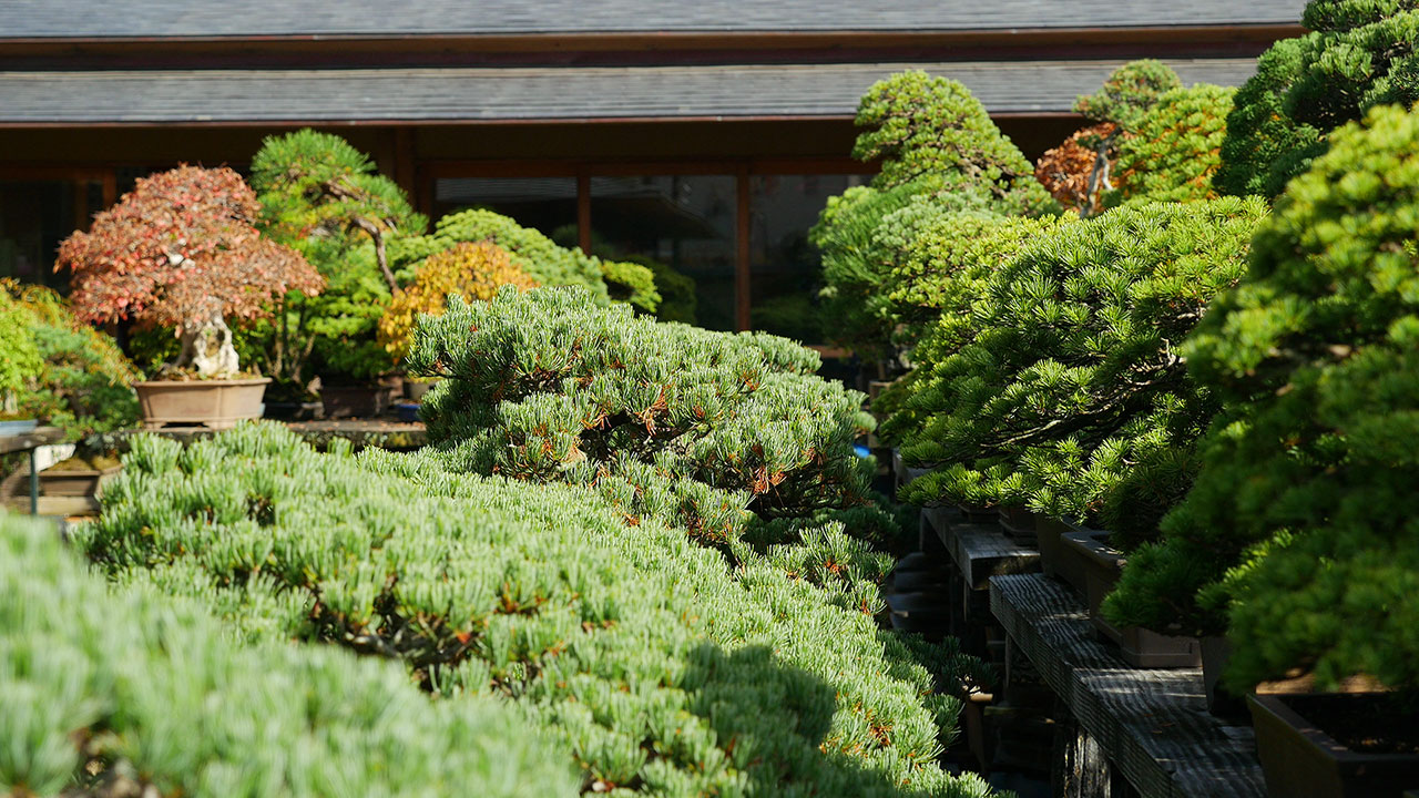 Omiya Bonsai Village