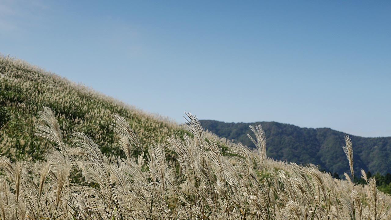 Sengokuhara Pampas Grass Field
