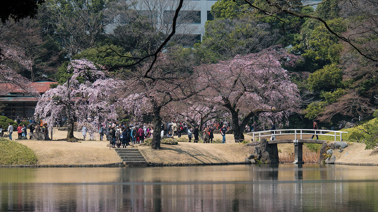 First Sakura at Koishikawa Korakuen Garden
