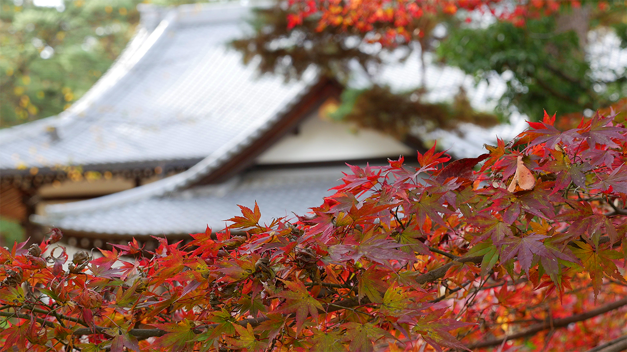 Tamba Kameyama Castle Ruins Park