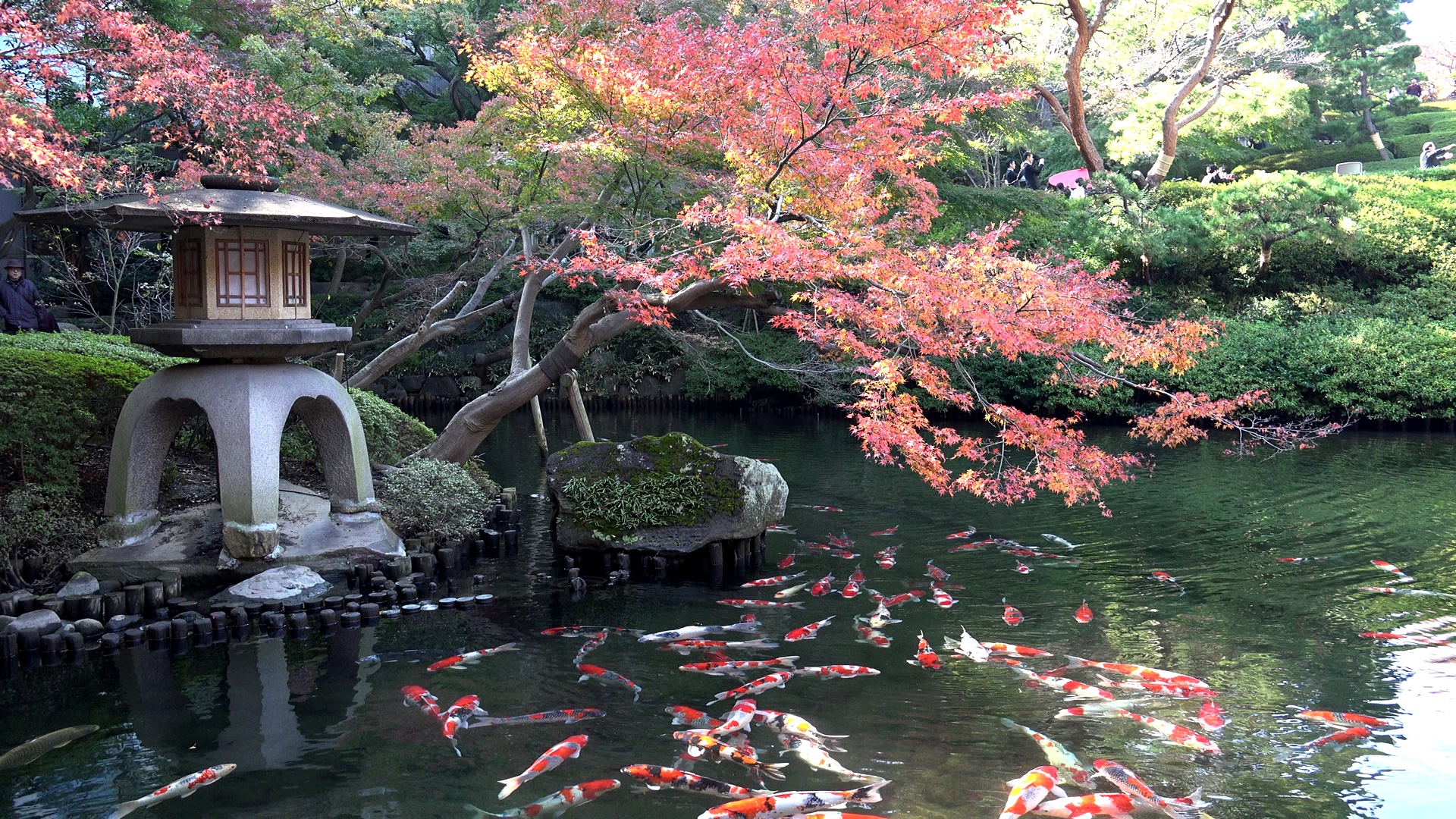 Koi Fish