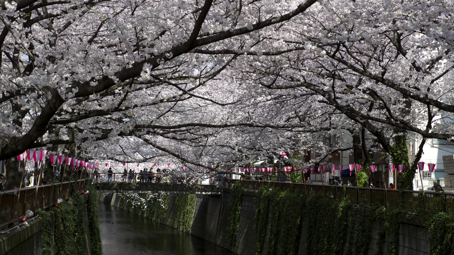 Стоки япония. Йокогама Япония цветение Сакуры. Сеул Сакура. Токио Сакура. Цветение Сакуры в Японии Токио.