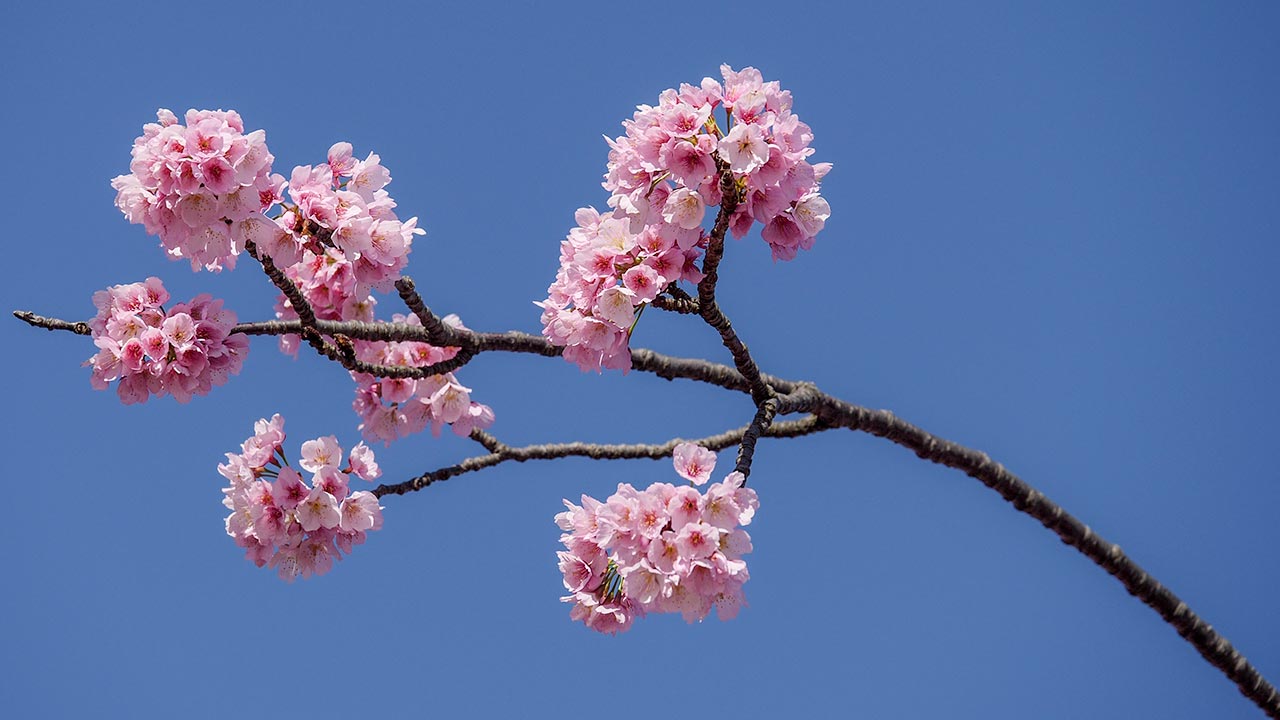 2018 Tokyo first Cherry blossoms