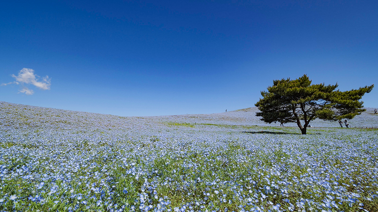 Hitachi Seaside Park Nemophila