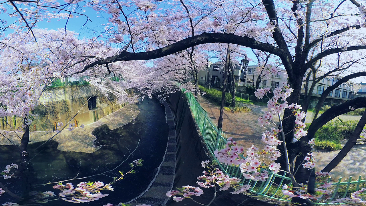 [360 Video] The Cherry blossoms of Shakujii Kawa