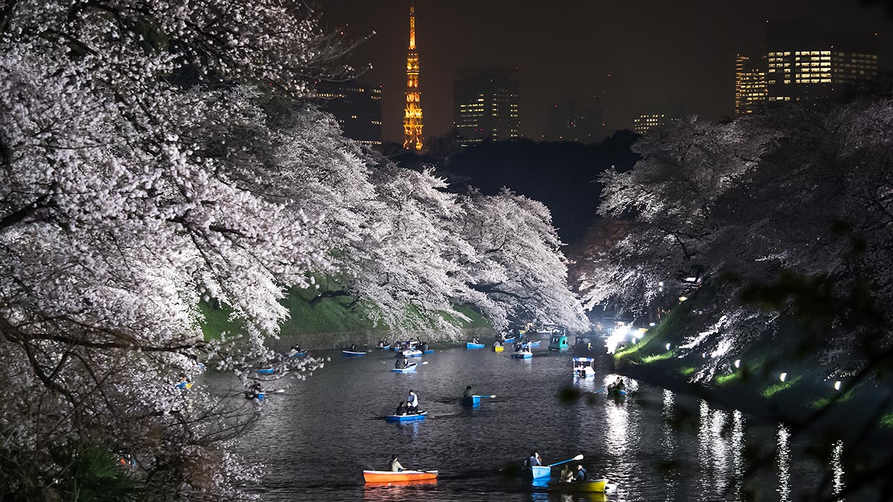 The Cherry Blossoms of Chidorigafuchi by Night