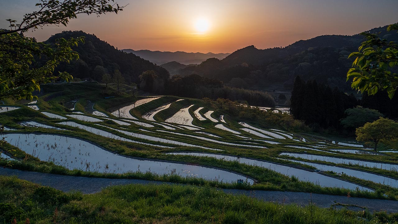 Oyama Rice Terraces