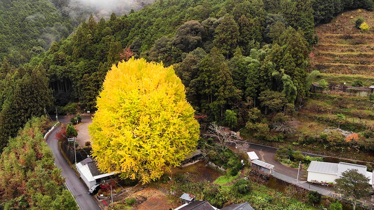 Fukusada No Oicho Ginkgo Tree