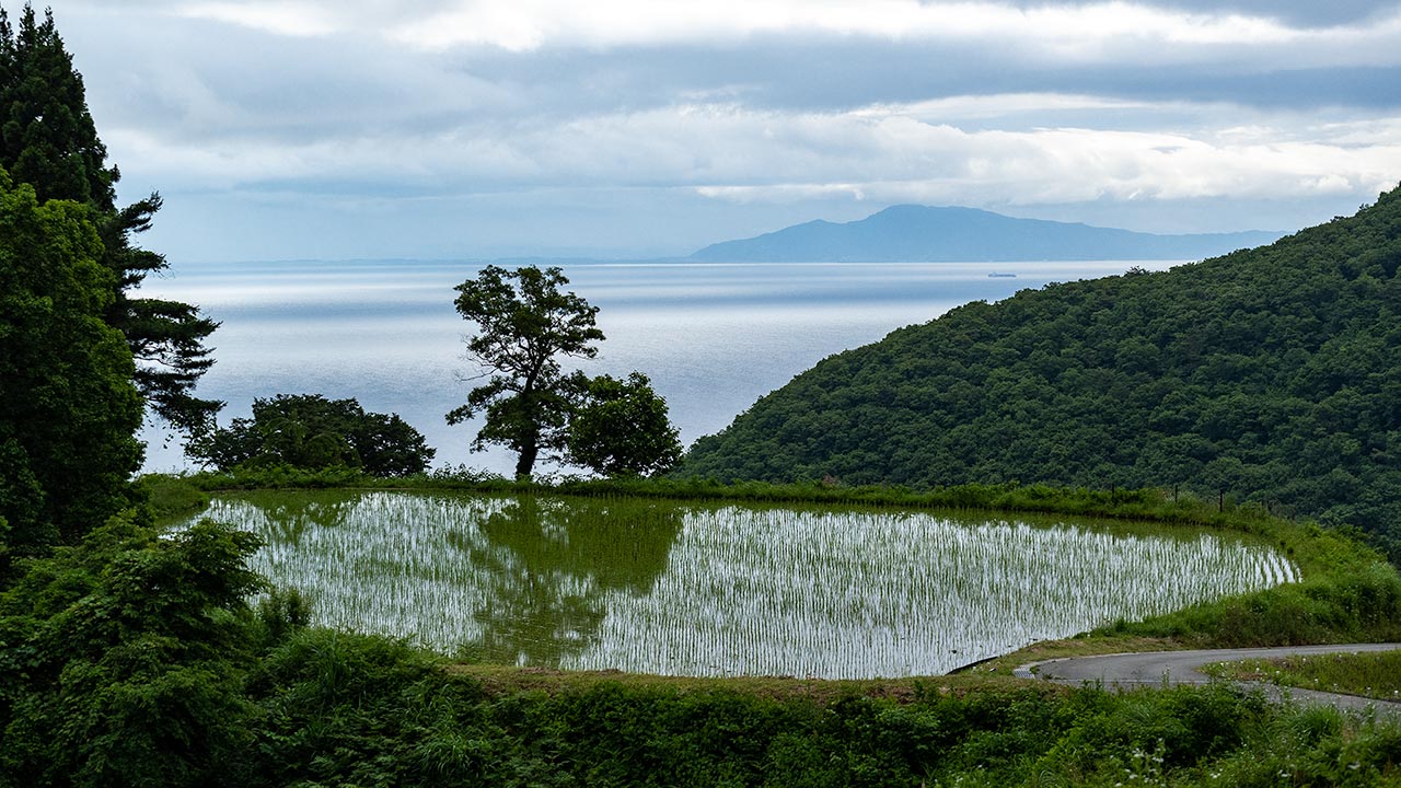 [Sado Island] Iwakubi Shoryu Rice Terraces