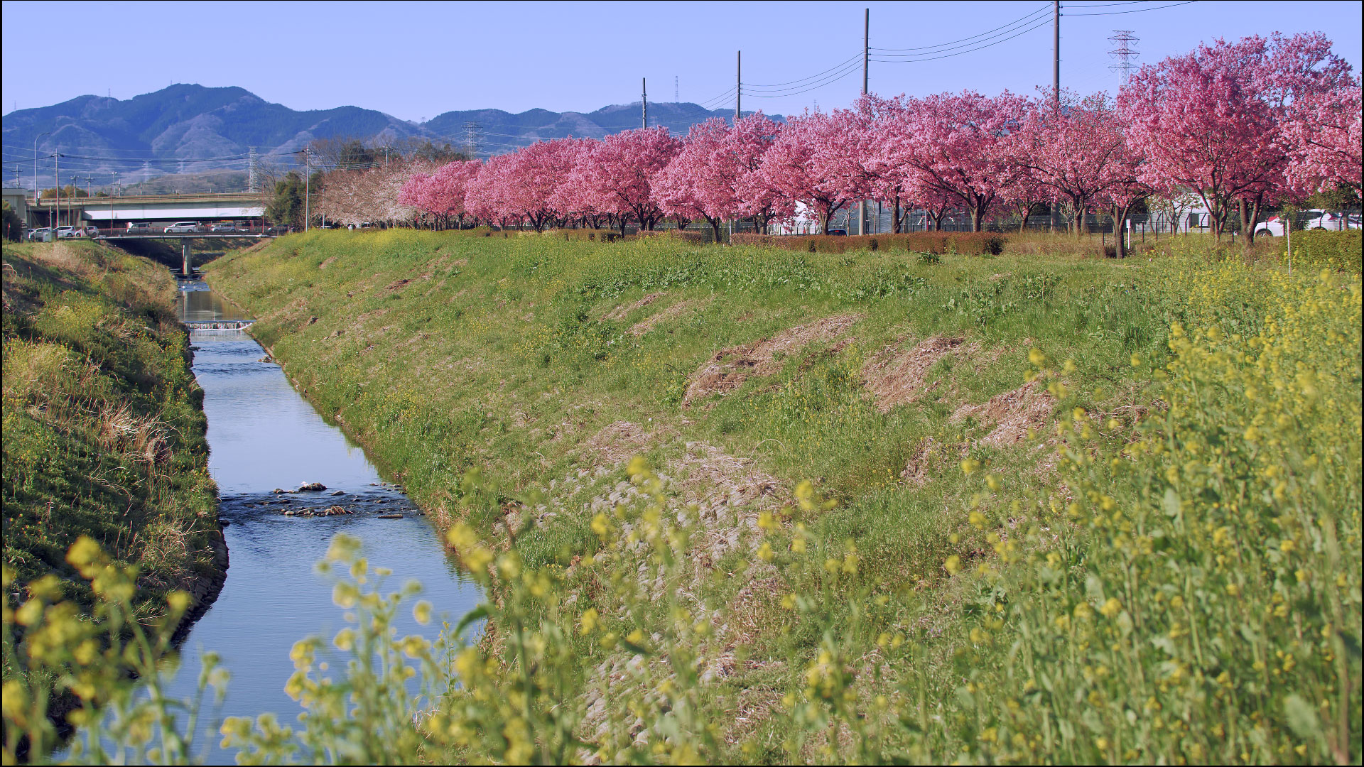 Onnahori River Sakura