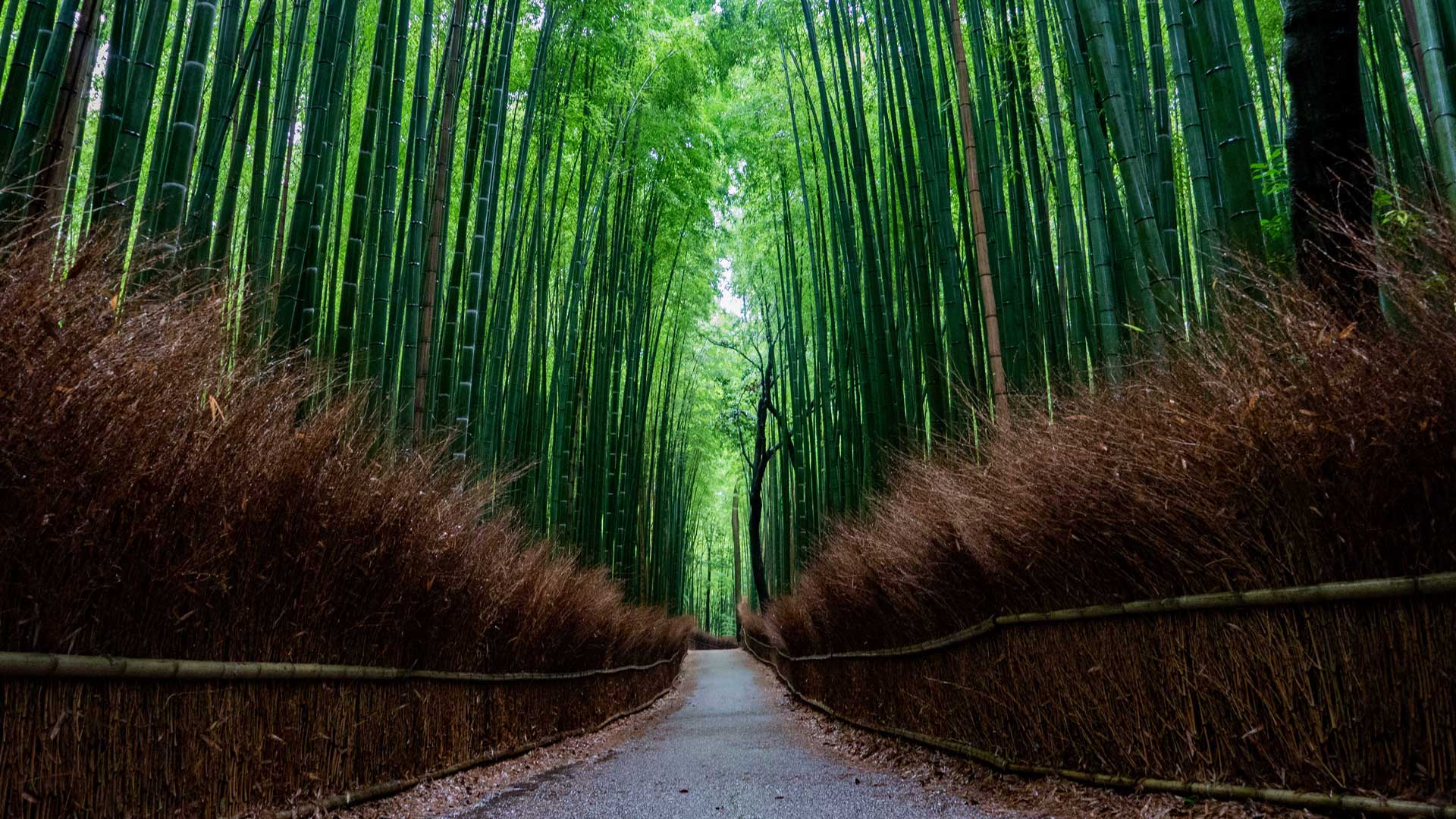 Arashiyama