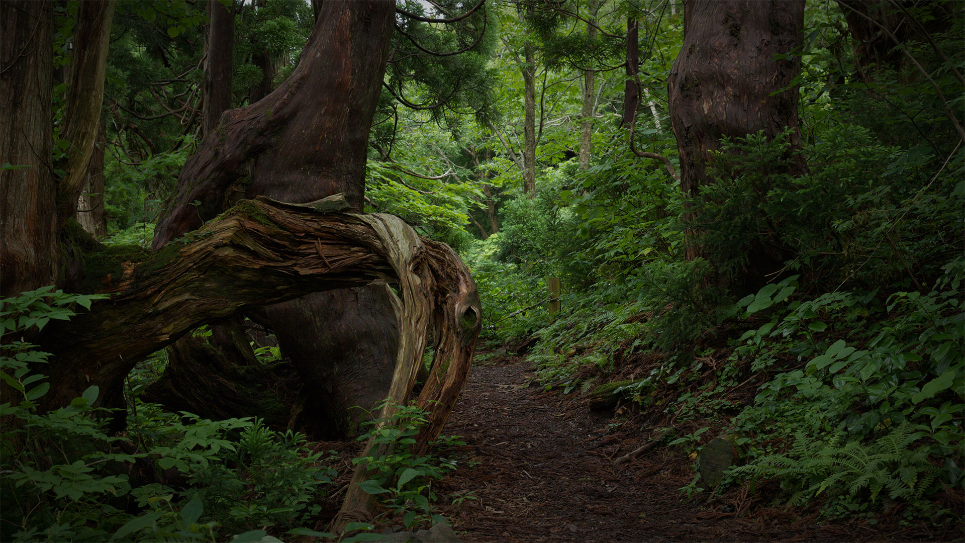 Osado Ishina Natural Cedar Forest